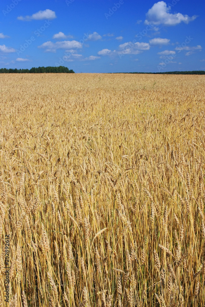 Wheat Ears Field Wheat Ears Field