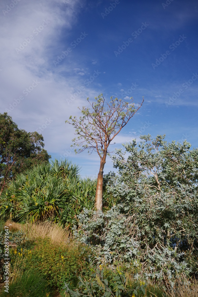 Obraz premium Botanical gardens