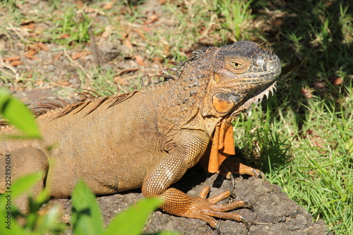 Waran Costa Rica © Jogerken