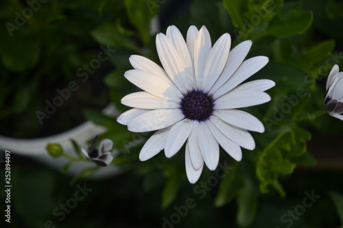 white flower in the garden