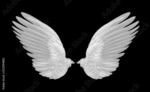 White wings on white background
