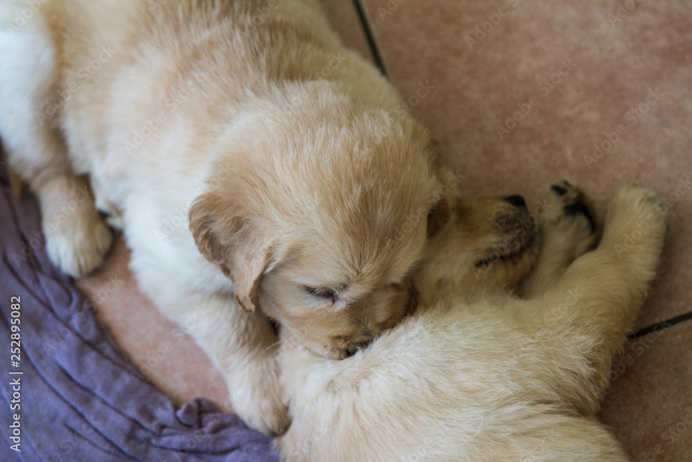 pets