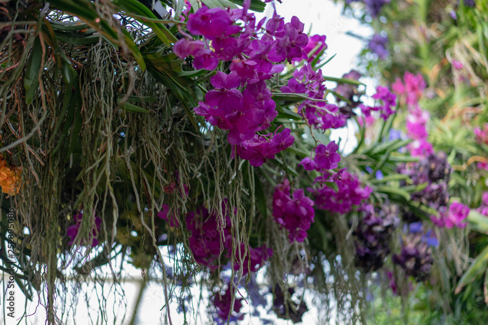 Obraz premium purple flowers in the garden