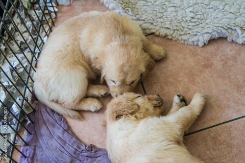 Obraz na płótnie pets w salonie