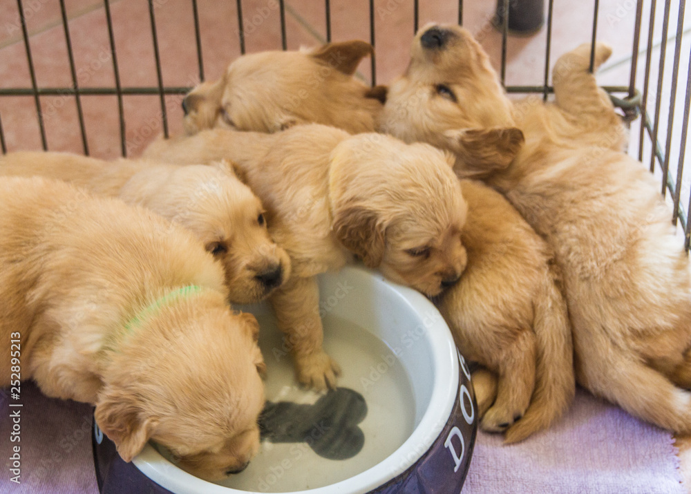 pets
