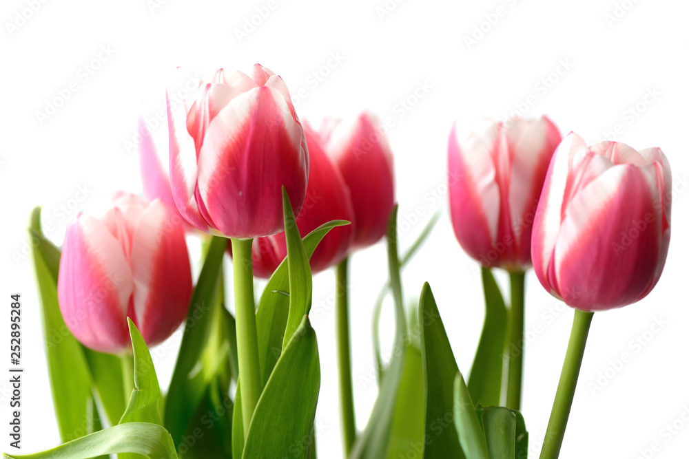 Bouquet of beautiful pink tulips on a white background close up Bouquet of beautiful pink tulips on a white background close up