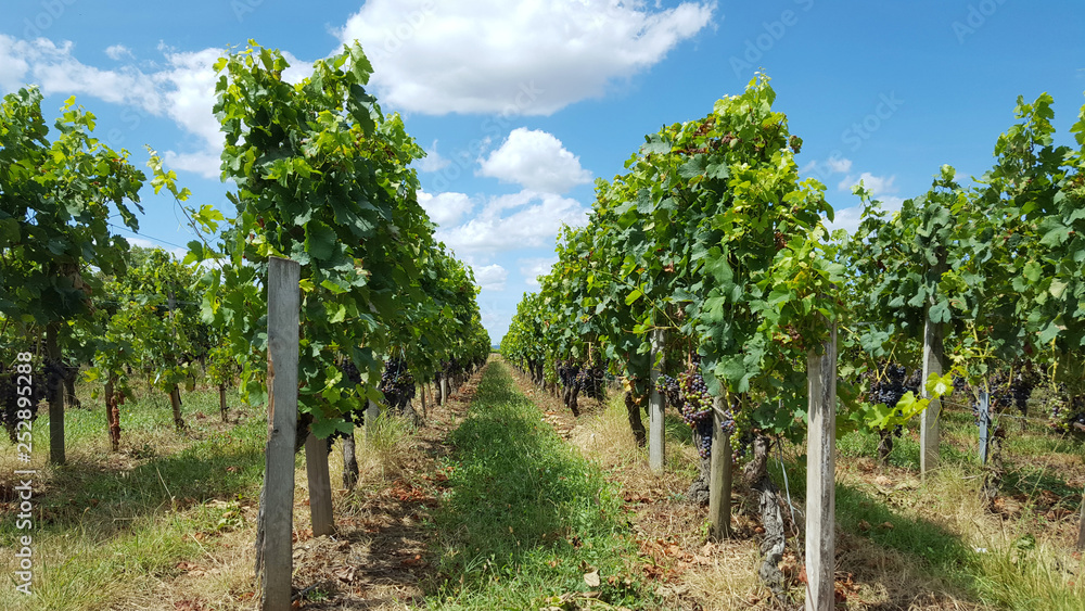 Vineyards in Saint Emilion, France