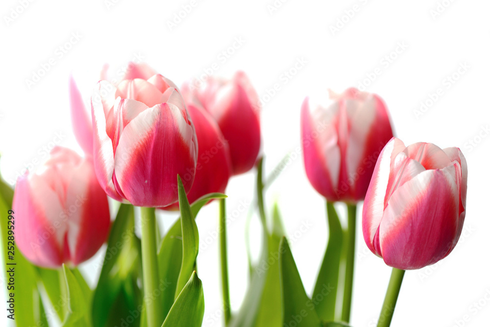 Bouquet of beautiful pink tulips on a white background close up