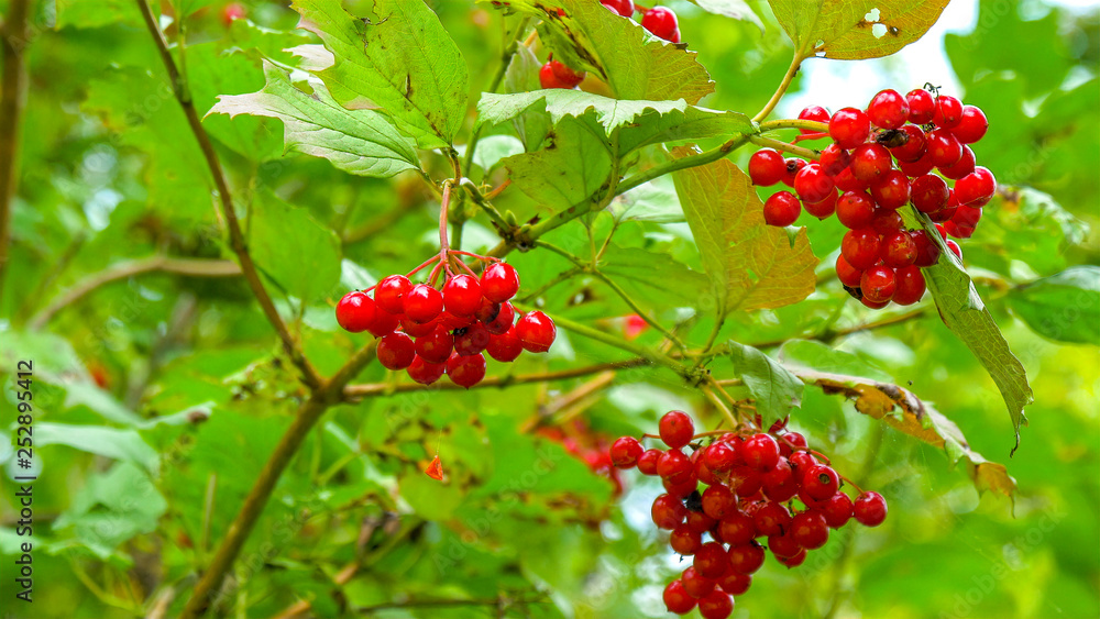 The red hawthorn fruit on the tree The red hawthorn fruit on the tree