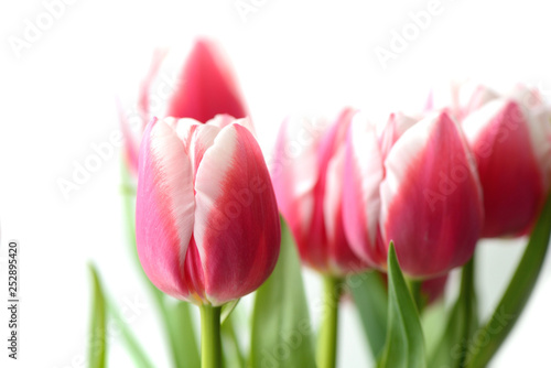 Bouquet of beautiful pink tulips on a white background close up