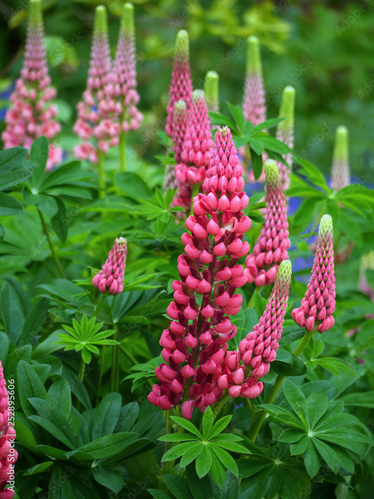 Fototapeta premium Lupins