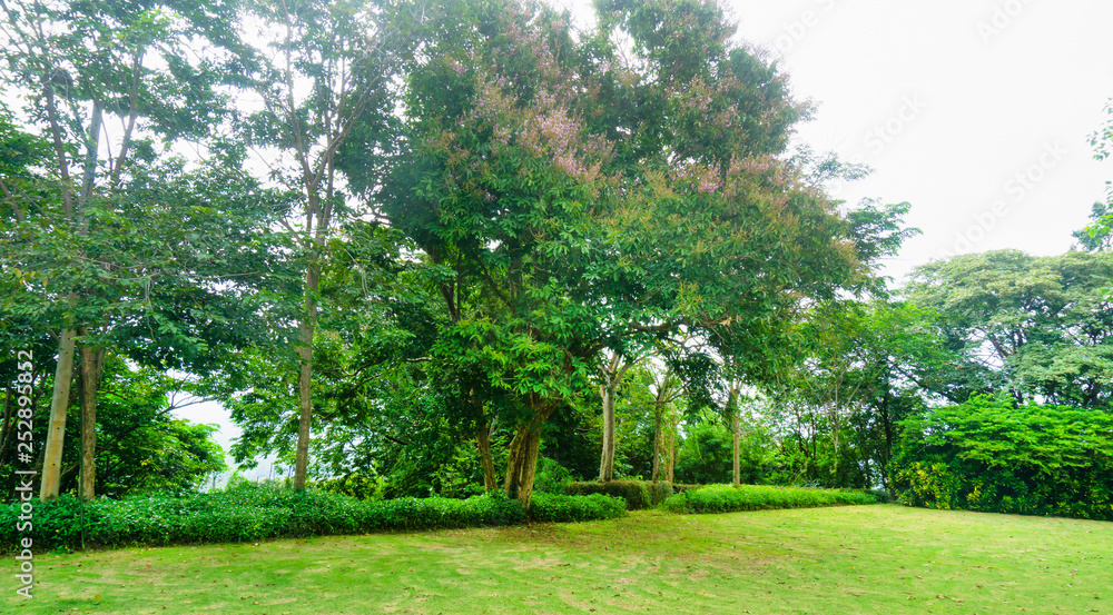 Park with tree and grass for background