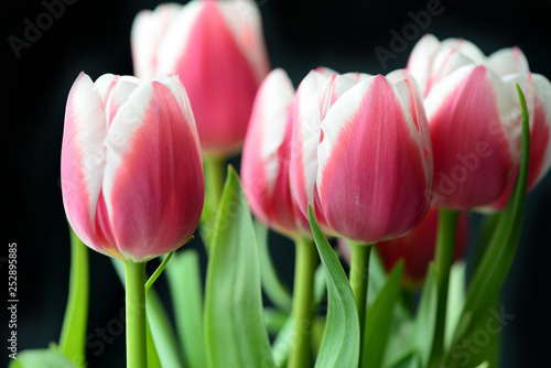 Bouquet of beautiful pink tulips on a black background close-up