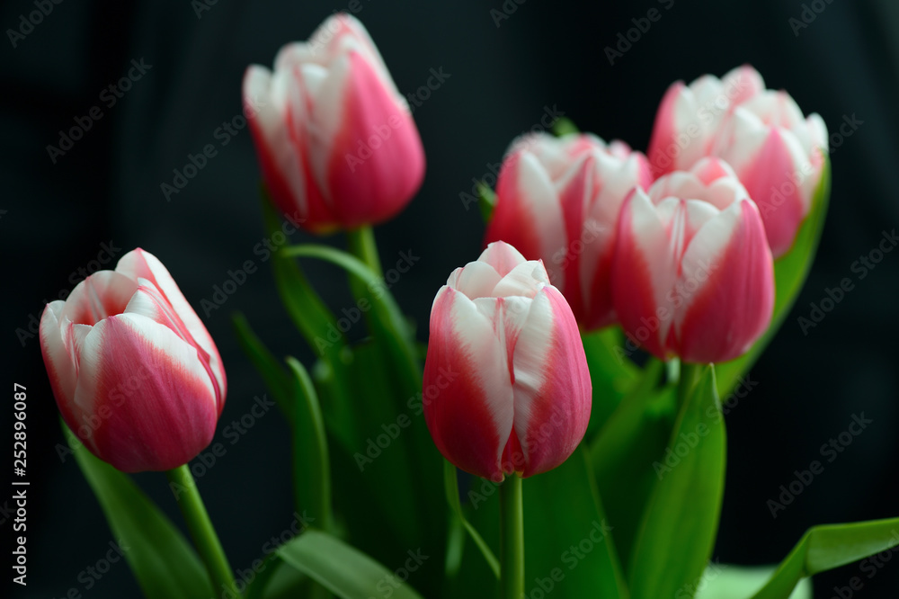 Bouquet of beautiful pink tulips on a black background close-up Bouquet of beautiful pink tulips on a black background close-up