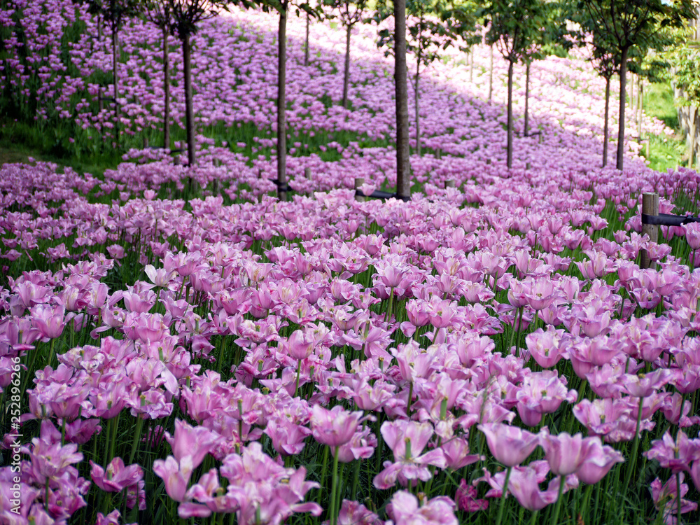 Hill of tulips, Alnwick Gardens, Northumberland Hill of tulips, Alnwick Gardens, Northumberland