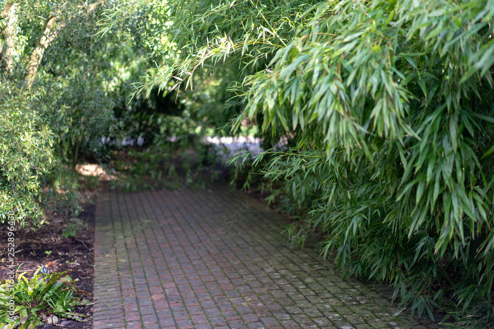 path in the garden