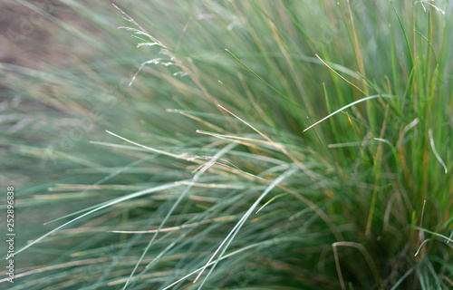green grass in the wind © Mariia