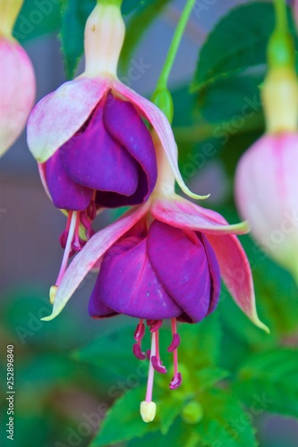 Native fuchsia flowers blooming in Chile
