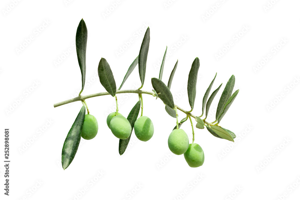 green twig of olive tree branch with berries isolated on white background green twig of olive tree branch with berries isolated on white background
