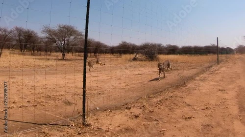 Three African cheetahs run in slow motion behind a fence at a cheetah rehabilitation center in Africa.