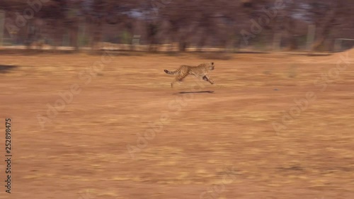 A cheetah chases a lure on a string and exercises at a cheeta rehabilitation and conservation center in Namibia, Africa.