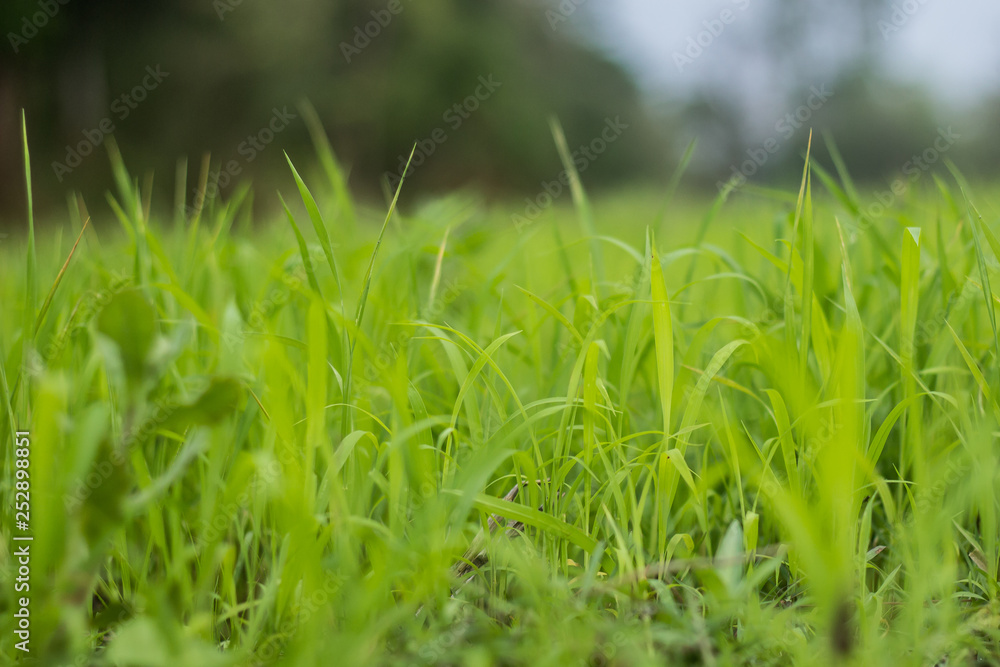 closeup of green grass closeup of green grass