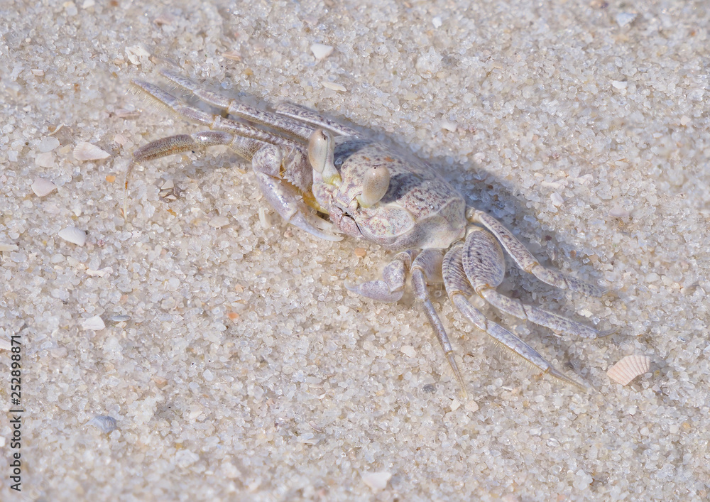 Focus Stacked Closeup Image of a Young Ghost Crab on a Beautiful White Sand Beach Focus Stacked Closeup Image of a Young Ghost Crab on a Beautiful White Sand Beach