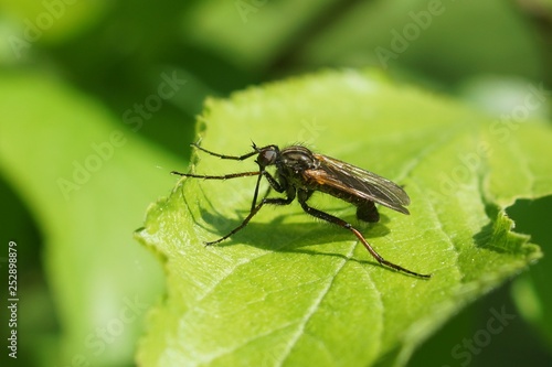 Insekt im Garten © leddermann