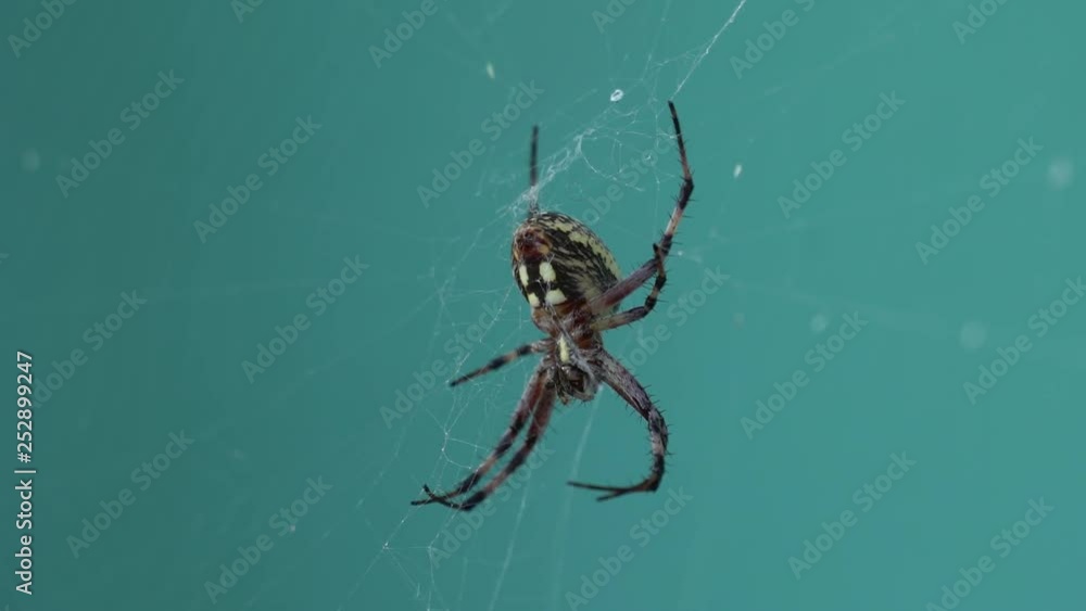 Spider Clinging to Cobweb with Slight Wind Spider Clinging to Cobweb with Slight Wind