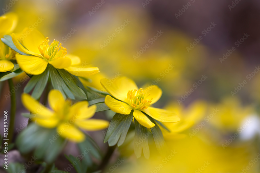 Winterlinge (Eranthis hyemalis) im Garten Winterlinge (Eranthis hyemalis) im Garten