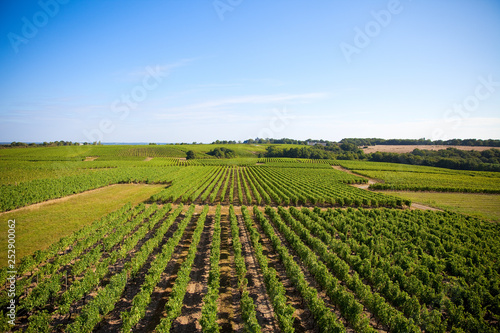 Panorama sur les vigne en France