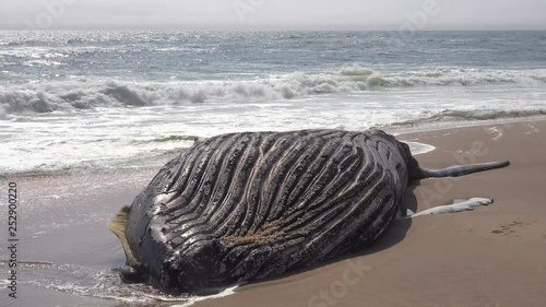 A dead humpback whale lying on an abandoned beach along the Atlantic Ocean Skeleton Coast of Namibia.
