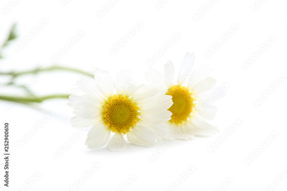 Obraz premium Chamomile flowers isolated on white background