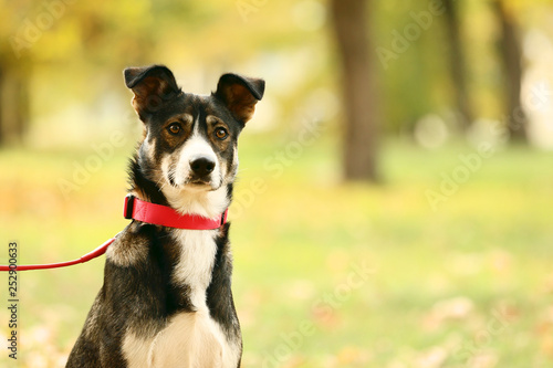 Konstfotografi Beautiful dog with collar in autumn park