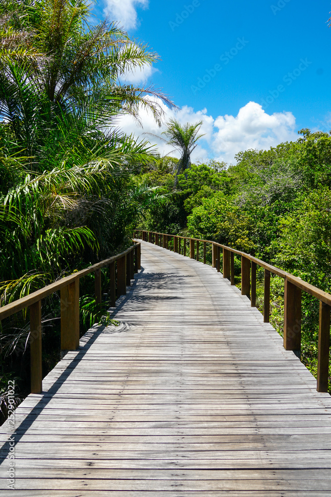 Perspective of wood bridge in deep tropical forest. Wooden bridge walkway in rain forest supporting lush ferns and palms trees during hot sunny summer. Praia do