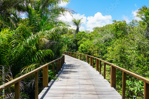 Perspective of wood bridge in deep tropical forest. Wooden bridge walkway in rain forest supporting lush ferns and palms trees during hot sunny summer. Praia do © Unwind
