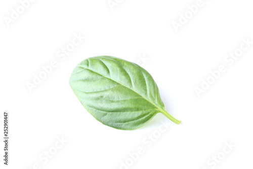 Green basil leaf isolated on white background