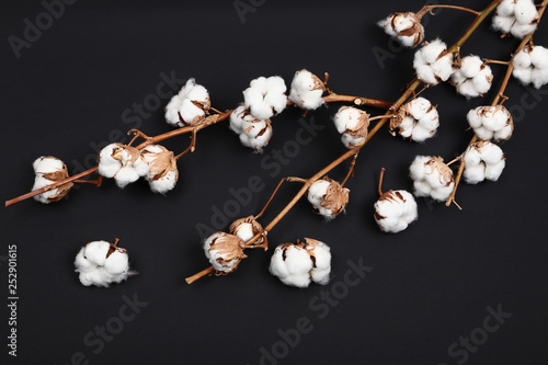 Tree branch with cotton flowers on black background