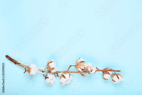 Tree branch with cotton flowers on blue background