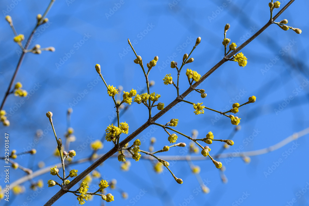 Branch with yellow flowers of Cornus mas tree in sunny spring day with blue sky in the background Branch with yellow flowers of Cornus mas tree in sunny spring day with blue sky in the background