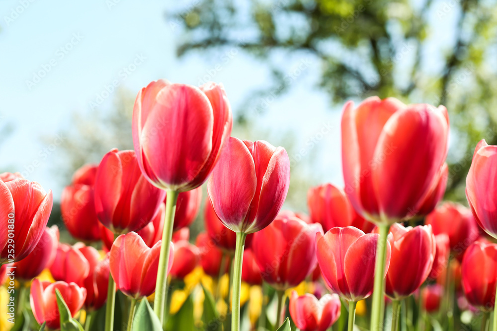 Fototapeta premium Fresh red tulip flowers in the garden