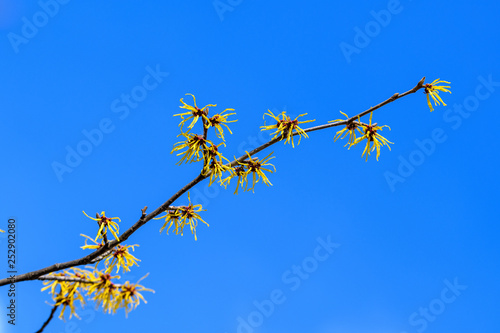Branch with yellow flowers of Witch Hazel, Hamamelis virginiana medicinal plant with clear blue sky in the background