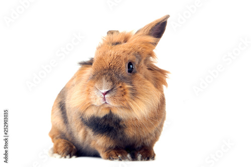Brown rabbit with carrot isolated on white background