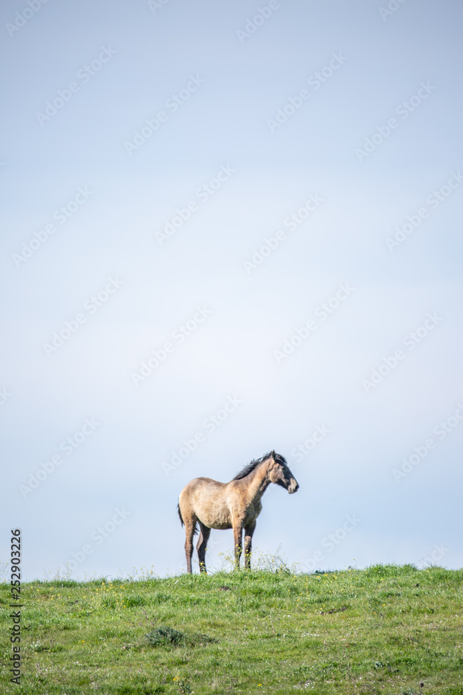 Horse Horse