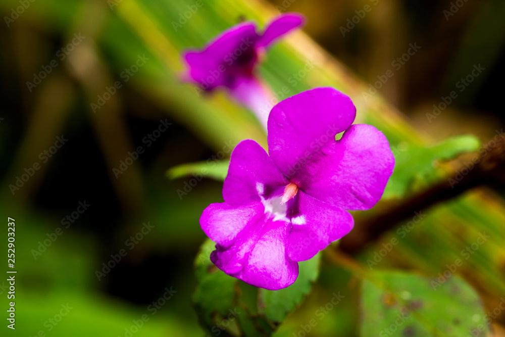 Fototapeta premium Beautiful blooming Dendrobium lituiflorum
