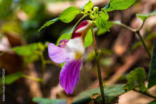 Orchids that are shaped like a parrot
