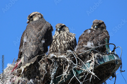 Saker Falcons