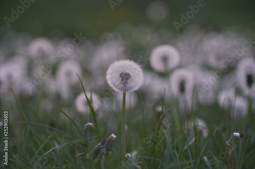 Dandelion silhouette against sunset with seeds blowing in the wind