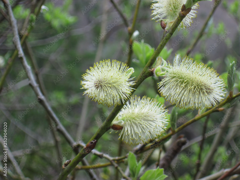 Flowering willows (lat. Salix). The first signs of spring Flowering willows (lat. Salix). The first signs of spring