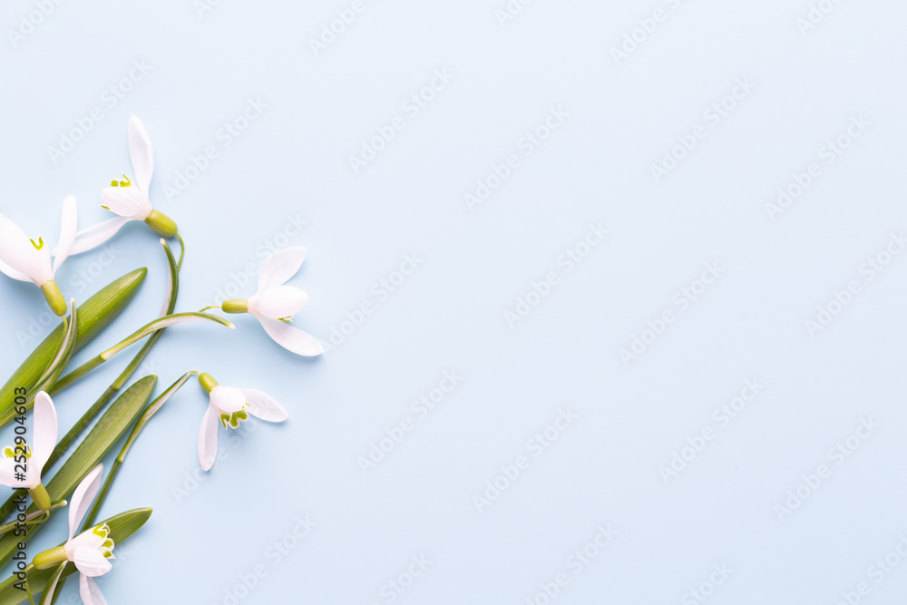 Fototapeta premium Fresh snowdrops on blue background with place for text. Spring greeting card. Mother day. Flat lay.